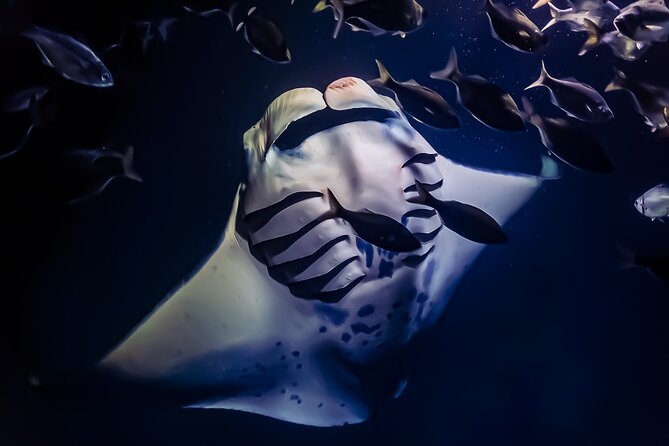Manta Ray Night Snorkel Tour in Kailua-Kona, Big Island - Key Highlights You’ll Care About