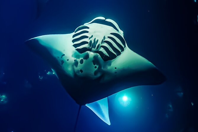 Manta Ray Night Snorkel Tour in Kailua-Kona, Big Island - A Sunset Speedboat Into Manta Ray Heaven