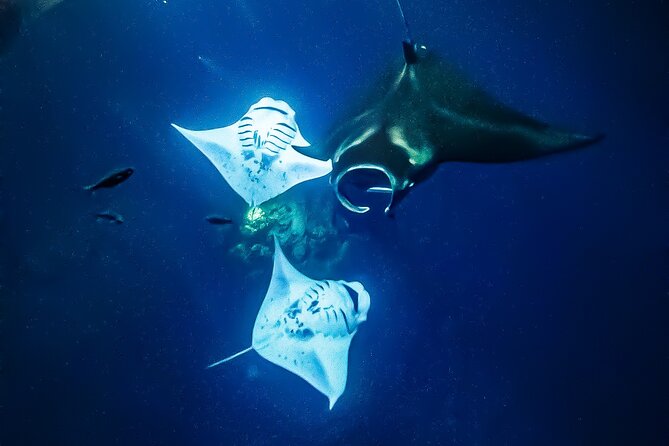 Manta Ray Night Snorkel Tour in Kailua-Kona, Big Island - Gear, Warmth, and the Small Comfort Details