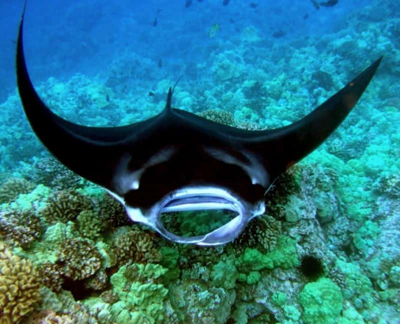 Manta Ray Snorkel in Kailua-Kona with Hot Cocoa - Kailua-Kona Night Snorkeling: From Honokohau Harbor to Manta Ray Heaven