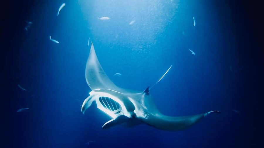Manta Ray Snorkel in Kailua-Kona with Hot Cocoa - Price and value: what $125 gets you (and what to watch for)