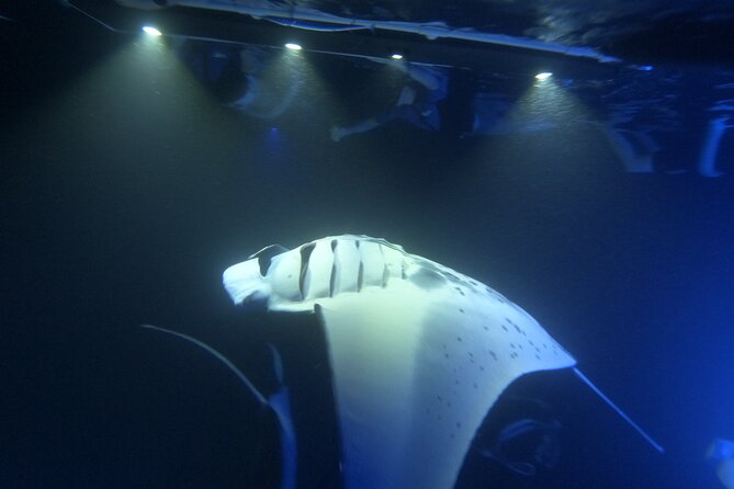 Manta Ray Snorkeling by Night in Kailua-Kona, Hawaii - What you get for your $127.10: value beyond the headline price