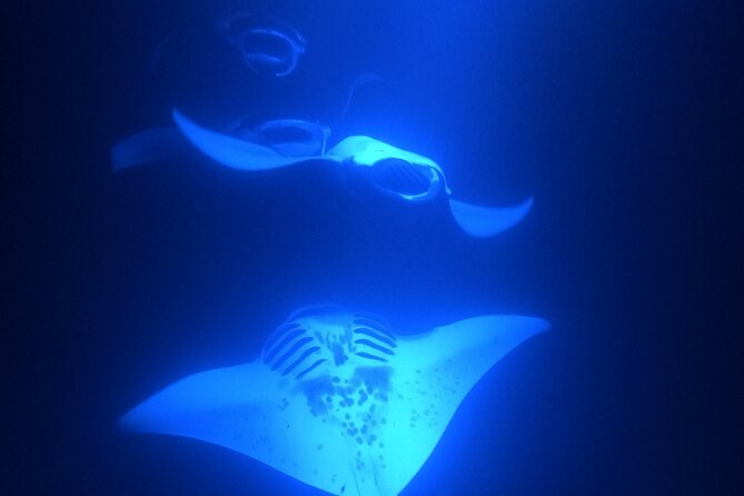 Manta Ray Snorkeling by Night in Kailua-Kona, Hawaii - Weather and the wild-animal reality (and how the guarantee protects you)
