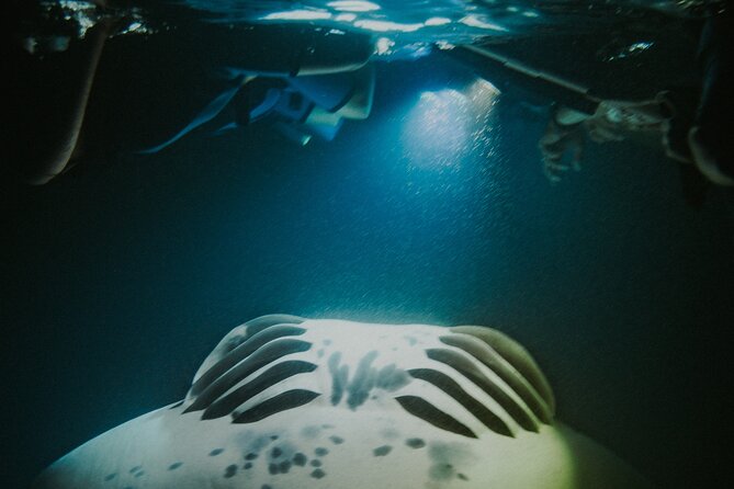 Manta Ray Snorkeling by Night in Kailua-Kona, Hawaii - Who should book this manta ray night snorkel in Kona