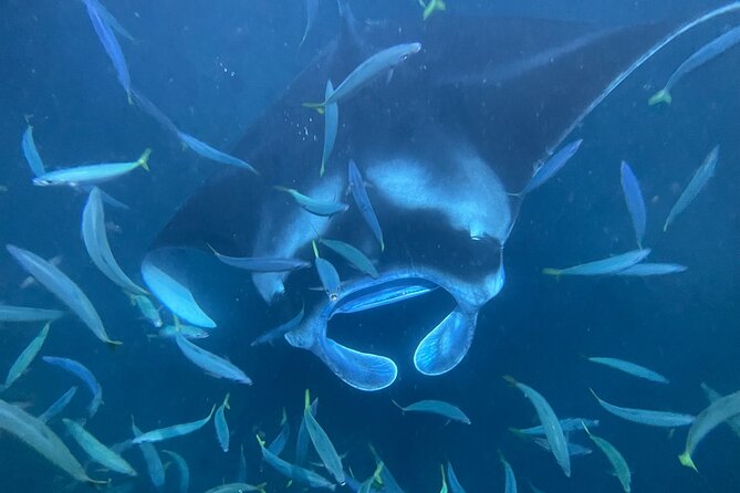 Manta Ray Snorkeling by Night in Kailua-Kona, Hawaii - How the lightboards and plankton increase your chances