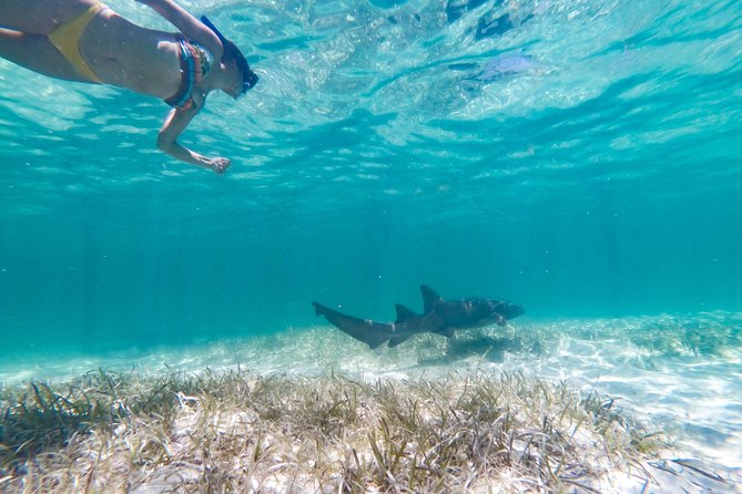 Marinarium Snorkeling Cruise from Punta Cana - Key things to know before you go