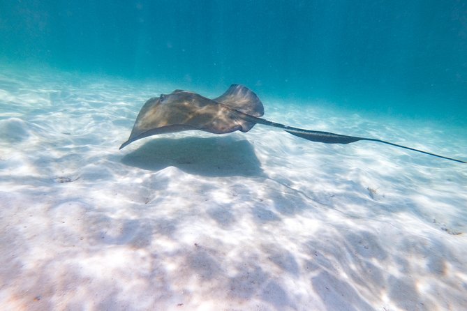 Marinarium Snorkeling Cruise from Punta Cana - Pickup, timing, and avoiding the taxi scramble