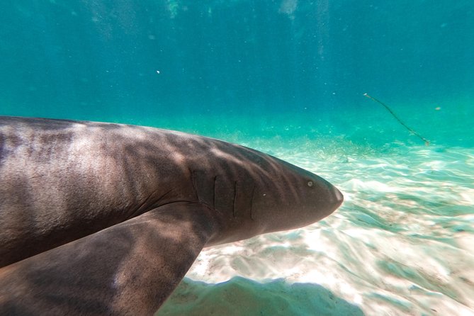 Marinarium Snorkeling Cruise from Punta Cana - Group size and how crowded it feels on the day