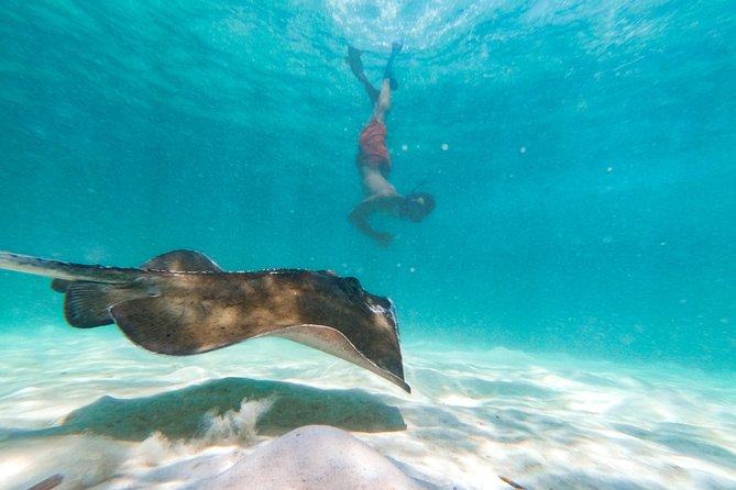 Marinarium Snorkeling Cruise from Punta Cana - What this tour is best for (and who may want a different option)