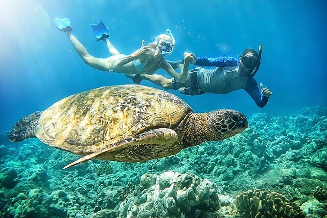 Marine Biologist Guided Snorkel Tour from Shore at Turtle Town - Turtle Town Shore Snorkeling: Small Group, Big Ocean Value