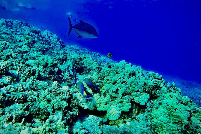 Marine Biologist Guided Snorkel Tour from Shore at Turtle Town - Quick Hits You’ll Care About