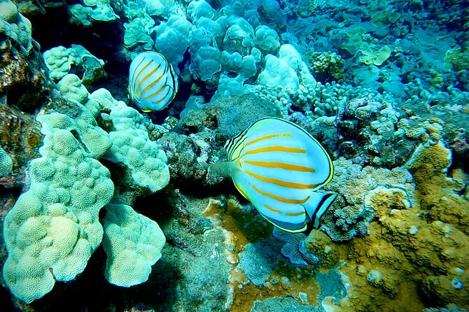 Marine Biologist Guided Snorkel Tour from Shore at Turtle Town - The First Big Win: Snorkel 101 on the Beach