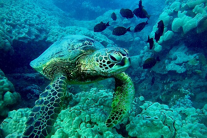 Marine Biologist Guided Snorkel Tour from Shore at Turtle Town - From Shallows to the Reef: How the Experience Unfolds