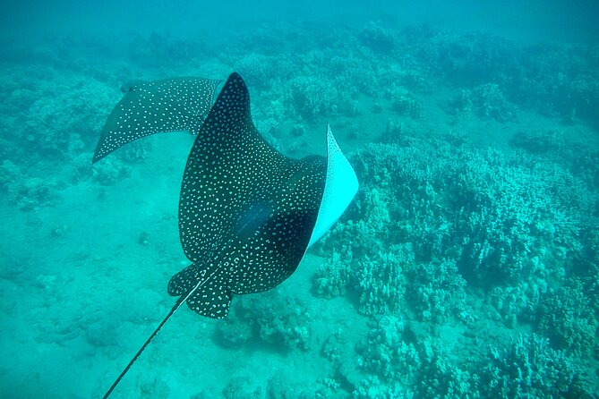 Marine Biologist Guided Snorkel Tour from Shore at Turtle Town - Photos as a Real Souvenir (Not an Afterthought)
