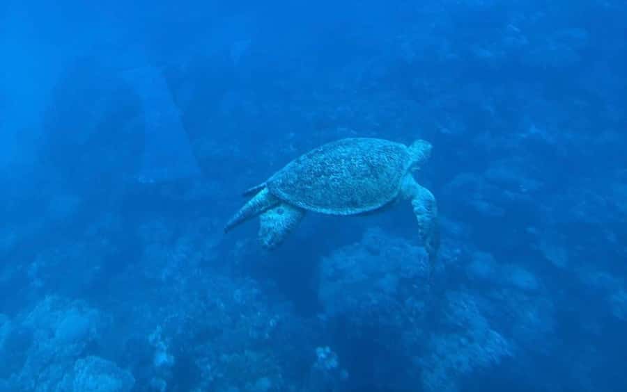 Marsa Alam: Elite vip Turtle bay snorkeling with BBQ Lunch - How the Red Sea route plays into turtle and dolphin chances