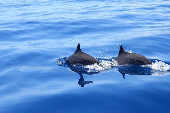 Martinique : Observation des dauphins et snorkeling - Key Things to Know Before You Go