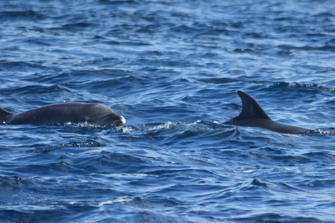 Martinique : Observation des dauphins et snorkeling - Safety and Real-World Trust: Catamaran Life and Being Well-Set