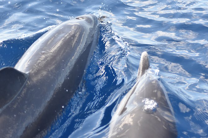 Martinique : Observation des dauphins et snorkeling - Price and Value: Is $75.18 a Smart Use of Your Time?