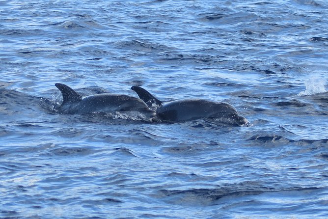 Martinique : Observation des dauphins et snorkeling - Who Should Book This (and Who Might Skip It)