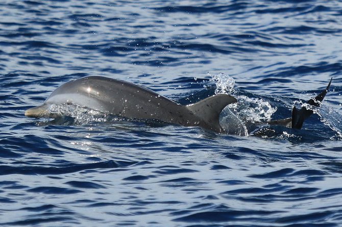 Martinique : Observation des dauphins et snorkeling - AGOA Marine Protected Area: How Dolphin Watching Really Plays Out