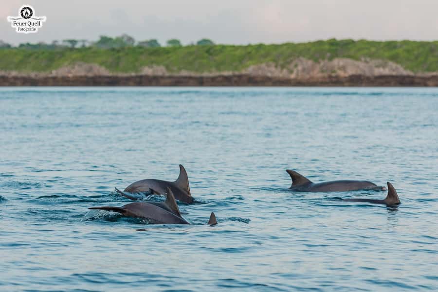 Matemwe: Mnemba Island Dolphin & Snorkeling Boat Trip - Key things that make Matemwe: Mnemba Island Dolphin & Snorkeling stand out
