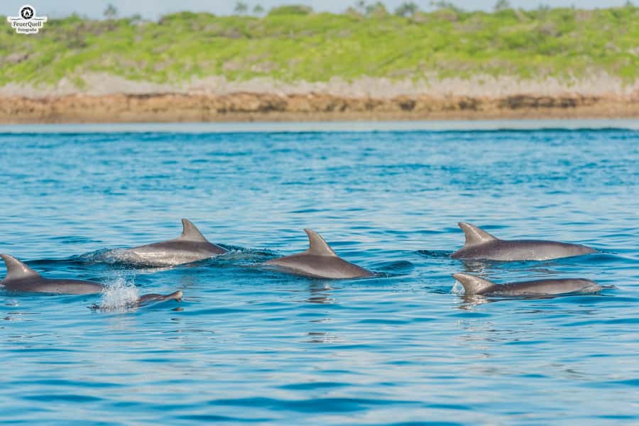 Matemwe: Mnemba Island Dolphin & Snorkeling Boat Trip - Snorkeling at Mnemba: coral color, fish variety, and what to expect