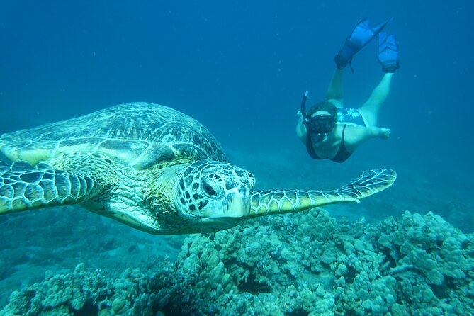 Maui Clear Kayak and Snorkel Tour: Swim with turtles (Makena) - What’s Included for $130: Real Value, Not Just a Ticket