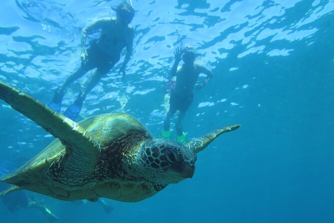 Maui Clear Kayak and Snorkel Tour: Swim with turtles (Makena) - Paddling Tips You’ll Be Glad You Know Before You Go