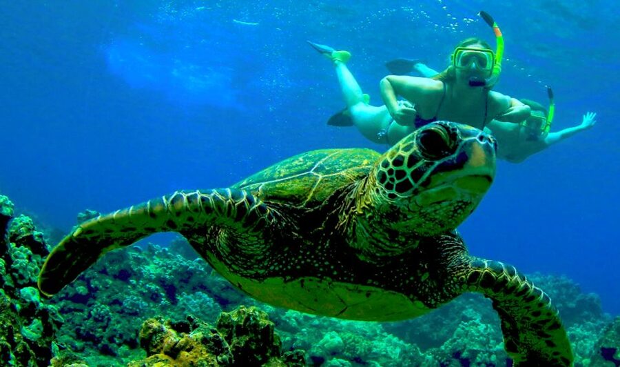 Maui: Kaanapali Beach 5-hr Snorkel w/ BBQ Lunch & Open Bar - Two reef stops and a catamaran day that fits real Maui time