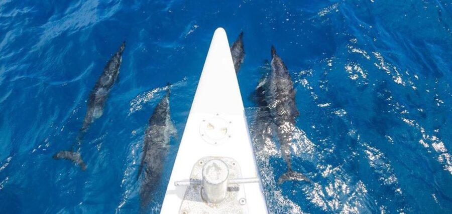 Maui: Kaanapali Beach 5-hr Snorkel w/ BBQ Lunch & Open Bar - Catamaran comfort and timing: why the 5 hours work