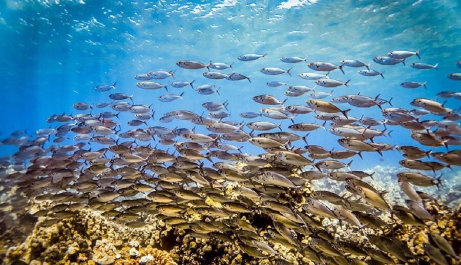 Maui: Kaanapali Beach 5-hr Snorkel w/ BBQ Lunch & Open Bar - Who should book this tour, and who should skip it
