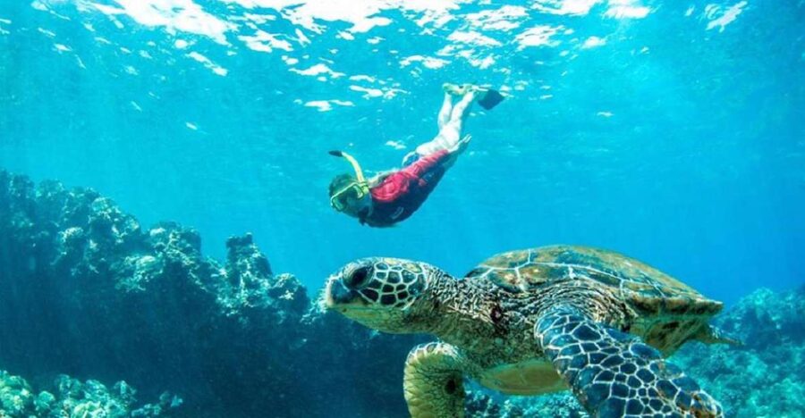 Maui: Kaanapali Beach 5-hr Snorkel w/ BBQ Lunch & Open Bar - Meeting at Ka’anapali: Aqualani Beach Activities Kiosk, plus easy parking