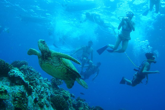 Maui: Molokini and Turtle Town Snorkeling aboard Pride of Maui - SNUBA on Pride of Maui: the fun extra if you want more than snorkeling
