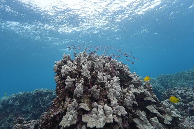 Maui: Molokini and Turtles Luxury Yacht Snorkel - Turtle Town snorkeling: sea turtles are the point, but timing matters