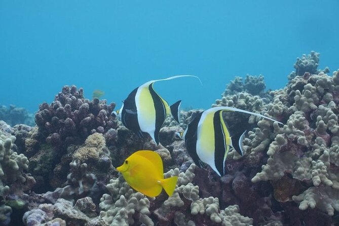 Maui: Molokini and Turtles Luxury Yacht Snorkel - Who this Maui luxury yacht snorkel is best for