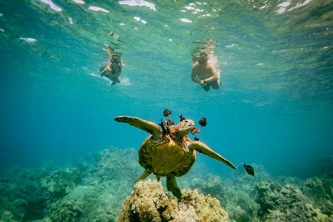 Maui: Molokini Crater and Turtle Town Snorkeling From Kihei - Stop 2: Turtle Town for Honu (Green Sea Turtles) Up Close