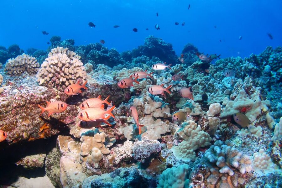 Maui: Molokini Snorkel and Performance Sail with Lunch - Breakfast on the sail across Ma’alaea Bay, plus whale-spotting time