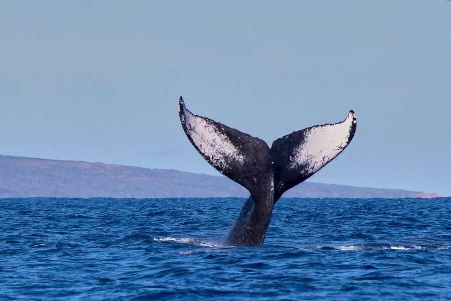 Maui: Molokini Snorkel and Performance Sail with Lunch - Molokini crater snorkeling: the star stop and what to expect in the water