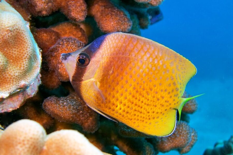 Maui: Molokini Snorkel and Performance Sail with Lunch - Rinse shower and freshwater comfort after snorkeling