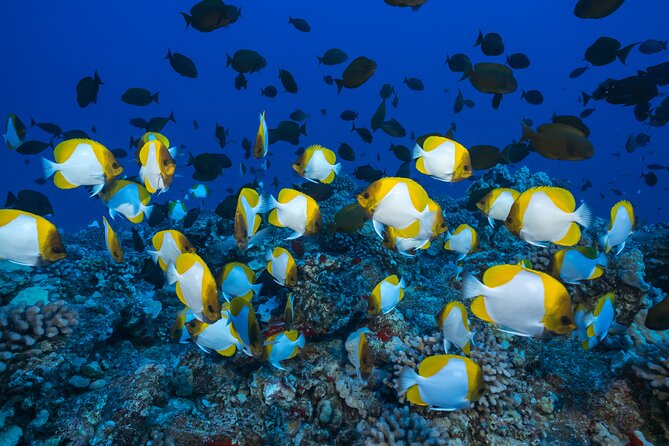 Maui: Molokini & Turtle Town Snorkel & Waterslide Adventure - Food and drinks that make the morning feel easy