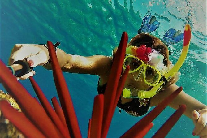 Maui Snorkel Adventure: Molokini Crater and Turtle Cove - Why Molokini and Turtle Cove Feel Like Two Different Worlds