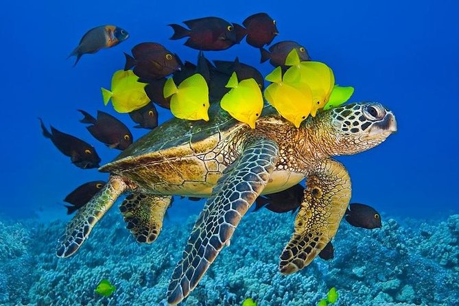 Maui Snorkel Adventure: Molokini Crater and Turtle Cove - Molokini Crater Snorkel: Clear Reef Life and Smart Current Handling