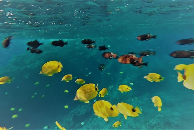 Maui Snorkel Adventure: Molokini Crater and Turtle Cove - Turtle Cove: Green Sea Turtles Up Close, Not Guaranteed, and Still Worth It