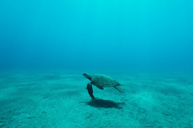 Maui Snorkeling Boat Tour to Turtle Town Aboard Quicksilver - Stop 3: Maalaea Harbor—ending where you started