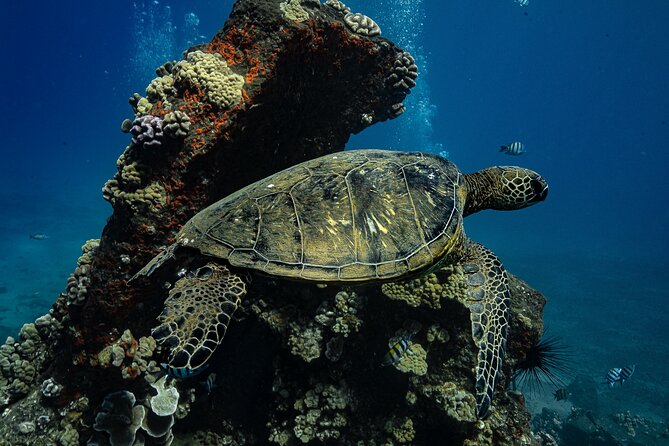 Maui: Turtle Town Snorkel with Photo and Video - Turtle Town Snorkel in Maui: What Makes This One Different