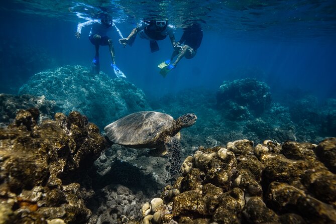 Maui: Turtle Town Snorkel with Photo and Video - Your Guide and the Power of a Small Group (Joe, Robbie, Alex)