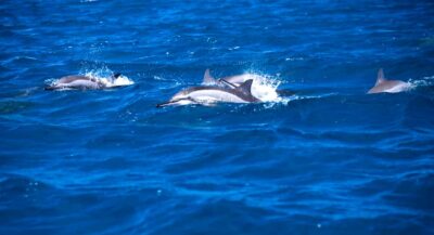 Mauritius: Snorkel and Swim with Dolphins on Speedboat Tour - The Speedboat Ride to Dolphin Zone: why the scenery is more than background