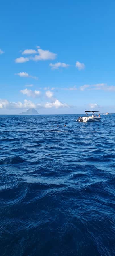 Mauritius: Snorkel and Swim with Dolphins on Speedboat Tour - Who Should Book This Dolphins + Snorkel Tour (and who shouldn’t)
