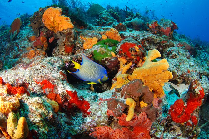 Mayan Adventure Snorkeling Tour from Playa del Carmen or Riviera Maya - Aventuras Mayas Start Point: Where Your Day Gets Organized
