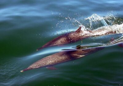Mega Yacht ALL INCLUSIVE Yelapa Waterfall & Snorkeling Adventure - Getting on board at Puerto Vallarta: two meeting points, one security reality